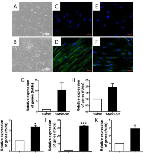 Figure  1.  The  differentiation  potential  of  tonsil-derived  mesenchymal  stem  cells  (T-MSCs)  toward  Schwann cells (SCs)