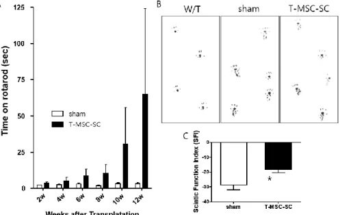 Figure 2. Features of Tr-J mice as a model of CMT1A disease and plan for transplanting T-MSC-SCs into mice