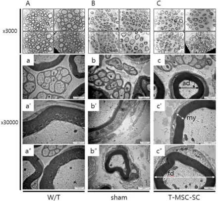 Figure 4. Assessment of ultrastructure of sciatic nerves in Tr-J mice following transplantation with T- T-MSC-SCs  by  electron  microscopy  (EM)