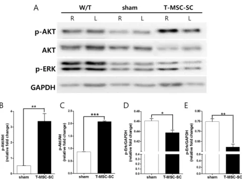 Figure 5. Effect on sciatic nerve regeneration by T-MSC-SCs suggested by expression of PI3K–Akt  and Mer–Erk signaling pathways in  Tr-J mice