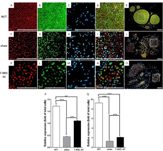 Figure 6. Remyelination and sciatic nerve regeneration by T-MSC-SCs transplanted into Tr-J mice