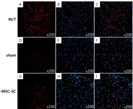 Figure  8.  Dystrophin  immunoreactivity  in  Tr-J  mice  with  transplanted  T-MSC-SCs