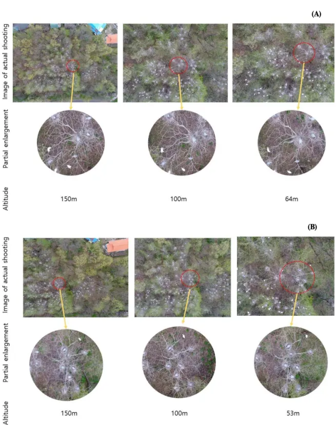 Figure 2. Breeding ground images taken with the drones at various altitudes, and the circle image is a partial enlargement of the original image(A: PHANTOM, B: MAVIC)