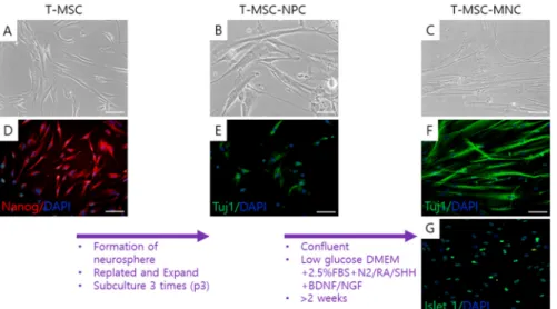 Figure 1. Schematic of differentiation of tonsil-derived mesenchymal stem cells (T-MSCs) toward motor