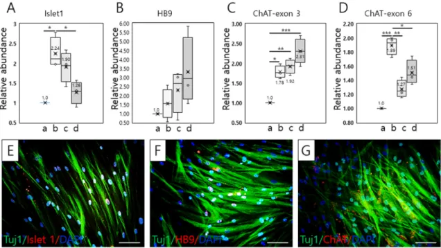Figure 1. Schematic of differentiation of tonsil-derived mesenchymal stem cells (T-MSCs) toward 