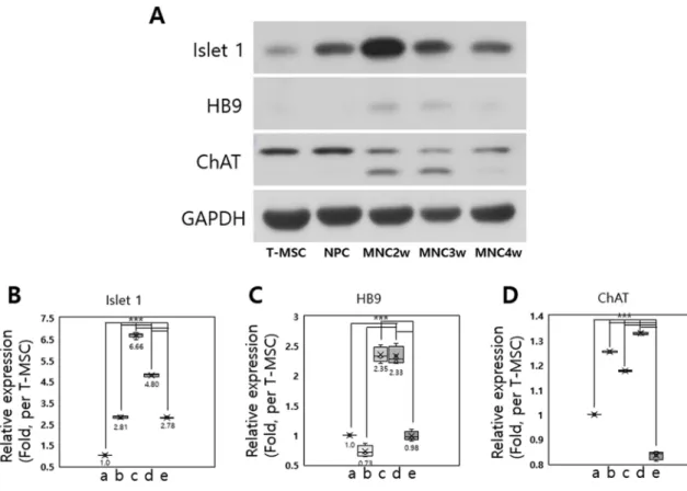 Figure 3. Detection of MN markers during differentiation into MN-like cells. (A) Western blot analysis 