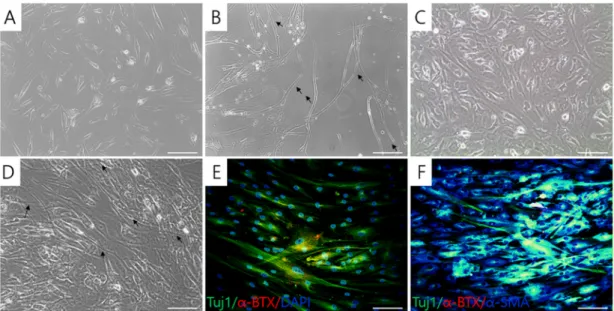 Figure 5. Formation of neuromuscular junctions in cocultures. Motor neuron-like cells (MNCs; B) 