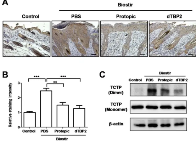Figure 5. dTBP2 suppresses level of dTCTP in AD-like skin lesions. (A) Dorsal skin sections were stained  by immunohistochemistry using mouse monoclonal anti-TCTP antibody