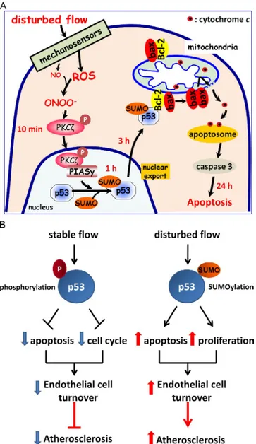 Figure 1.  p53 coordinates the opposing effects of stable and disturbed  blood flow on endothelial cell turnover