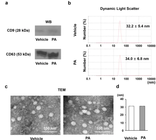 Figure 2.  Characterization of exosomes. (a) Expression levels of CD9 (28 kDa) and CD63 (53 kDa) were 