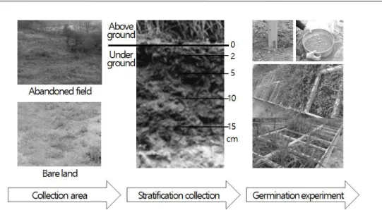Figure 1. Experiment stage for seed germination of surface soil.
