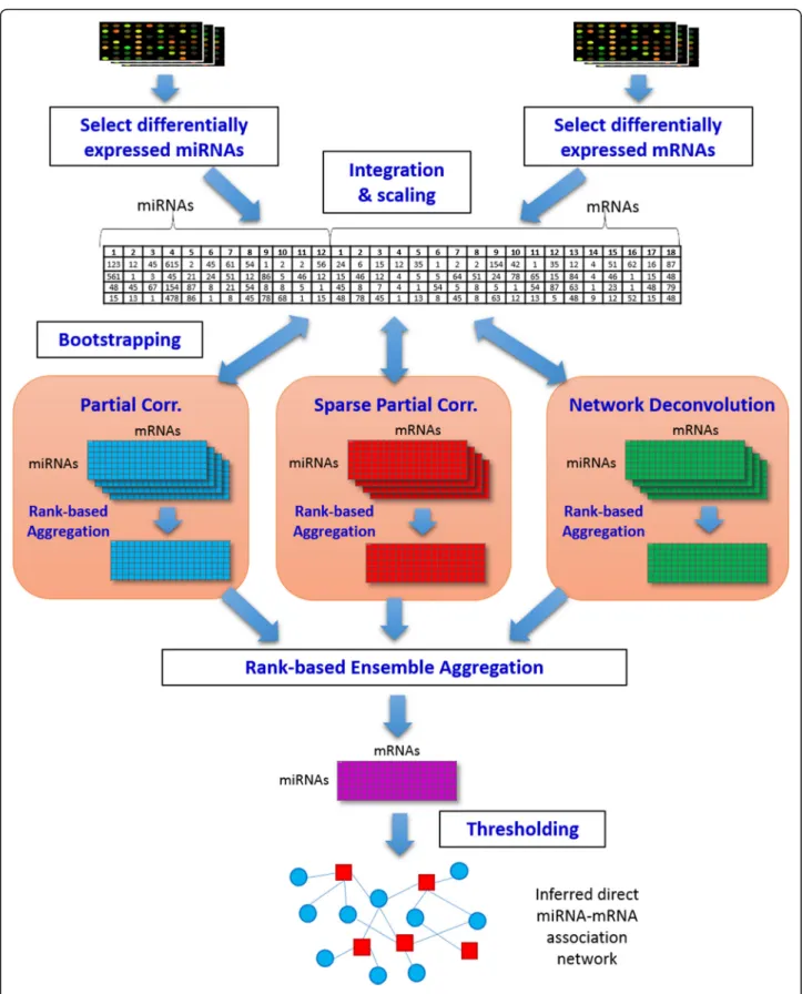 Fig. 1 Workflow for inferring direct miRNA-mRNA association relationships