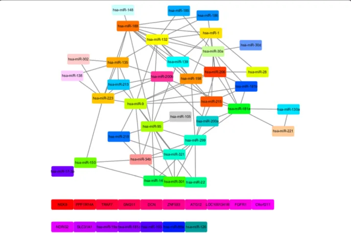 Fig. 3 The key network structure of top 500 miRNA-mRNA association network using the MCC dataset