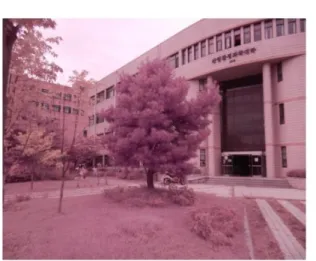 Figure 3. Original pine tree photo (left) and converted pine tree photo (right) 느티나무 3개와 소나무 3개가 위치한 곳은 강 원대학교 산림환경과학대학, 약학대학, 동물생 명과학대학에 식재된 가로수 또는 조경수로 선 정하였다(Figure 2, Table 2 참조)