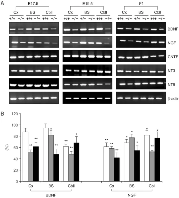 Figure 1. (A) RT-PCR analysis of the expression of the genes encoding neurotrophin family in the brains of wild-type 