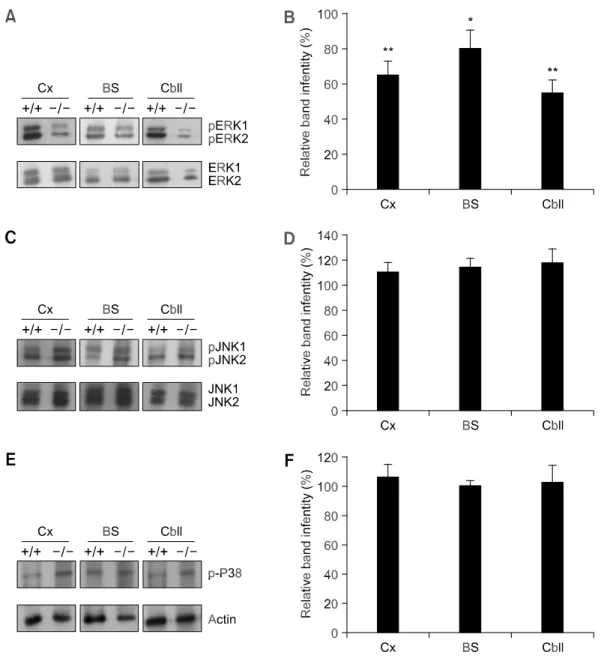 Figure 4. Western blot analysis of the MAPK pathway. Brains of wild-type mice and Gaucher mice at P1 were separated into 