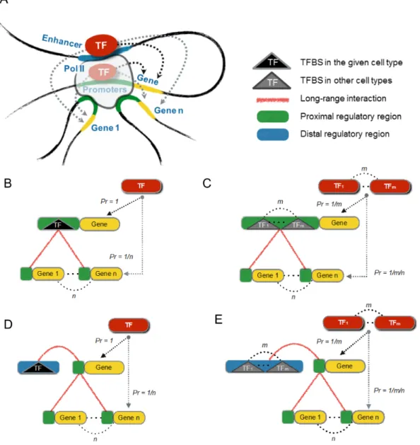 Figure 1. Bayesian prior model based on physical TF binding and long-range chromatin looping