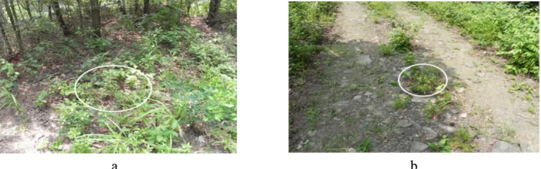 Figure  3.  Rhododendron  micranthum  who  is  suffering  from  damage  to  growth.