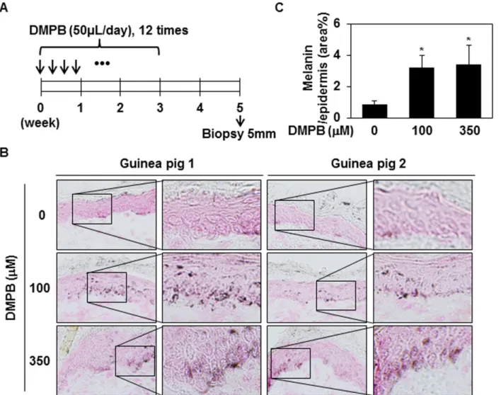 Fig 6. DMPB enhances hyperpigmentation in brown guinea pigs. (A) The dorsal skins of guinea pigs were topically treated with DMSO (control), 100 μM DMPB, or 350 μM DMPB (50 μl each) 12 times in 3 weeks