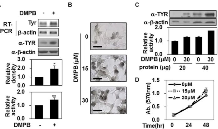 Fig 2. DMPB increases tyrosinase expression but not tyrosinase activity. (A) B16F10 cells were treated with 30 μM of DMPB for 48 hr, and mRNA level of tyrosinase was analyzed by RT-PCR (top panel)