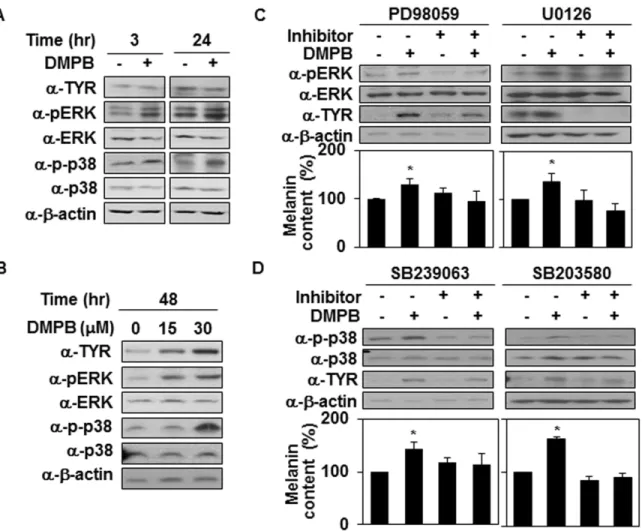 Fig 3. MAP kinases are involved in DMPB-mediated melanogenic control. (A) B16F10 cells were treated with 30 μM of DMPB for the indicated time periods, and the phosphorylation of p38 and ERK and levels of tyrosinase were analyzed by Western blot analysis