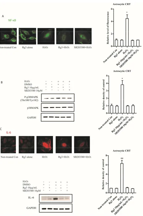 Figure 2. Senescent astrocytic CRT cells develop SASP by activating NF‐κB nuclear translocation and 