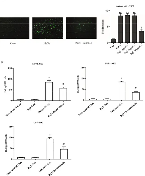 Figure  6.  Oxidative  stress  induced  astrocytic  senescence  and  secreted  high  level  of  IL‐8.  (A)  The 
