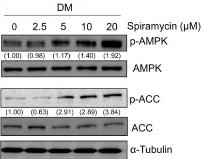 Fig 3. Effect of spiramycin on phosphorylation of AMPK and ACC during 3T3-L1 adipocyte differentiation