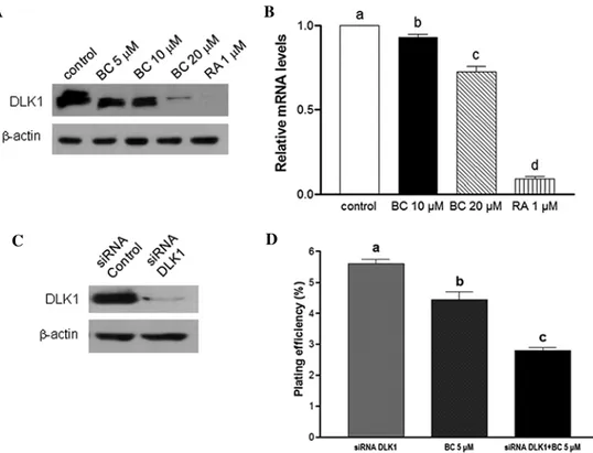 Figure 5. DLK1 expression is downregulated by BC. (A) Protein expression of DLK1 was assessed by western blotting 4 days after BE(2)C cells were treated  with BC or RA