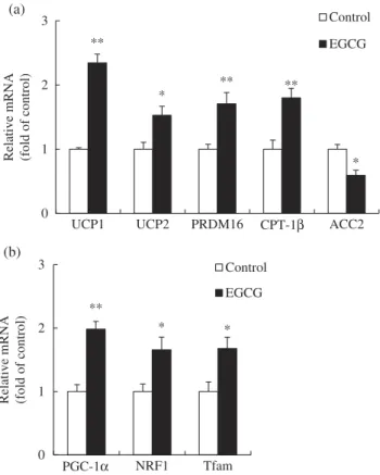 Figure 4. AMP-activated protein kinase (AMPK) activity in