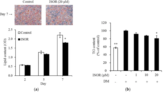 Figure 2. Effects of ISOR on intracellular lipid and TG accumulation during adipocyte differentiation
