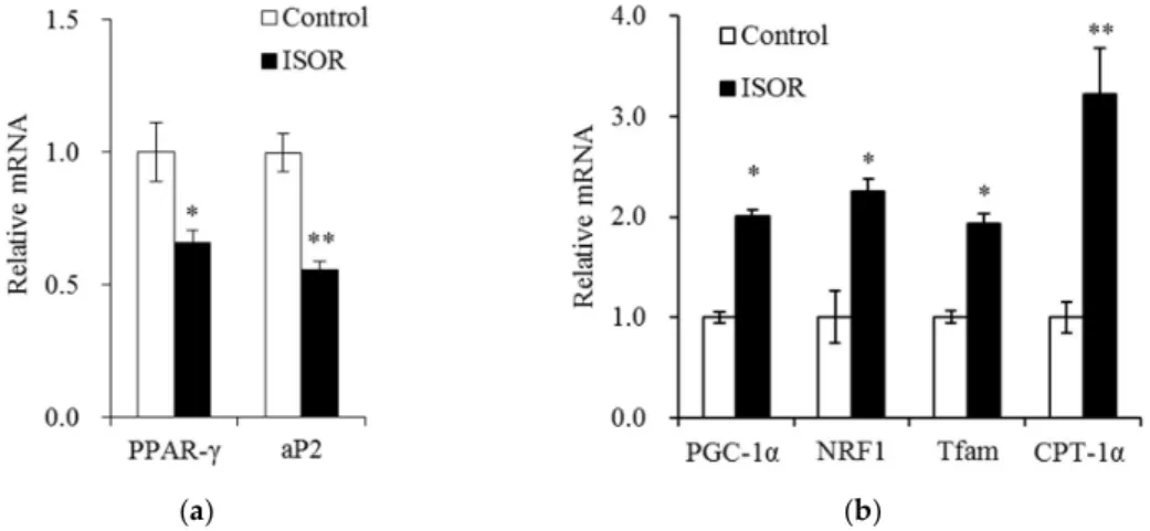 Figure 4. Effects of ISOR on the expression of genes involved in adipogenesis, and mitochondrial  function in adipocytes