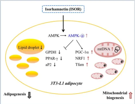 Figure  7.  Schematic  diagram  showing  the  possible  mechanisms  of  ISOR  on  adipogenesis,  and  mitochondrial biogenesis during 3T3-L1 adipocyte differentiation