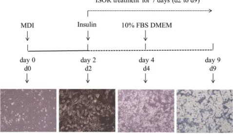 Figure 8. Experiment scheme and pattern of 3T3-L1 preadipocyte differentiation.  4.3. Cell Viability Assay   