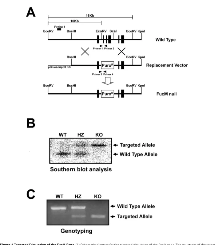 Figure 1 Targeted Disruption of the  FucM Gene. (A) Schematic diagram for the targeted disruption of the FucM gene