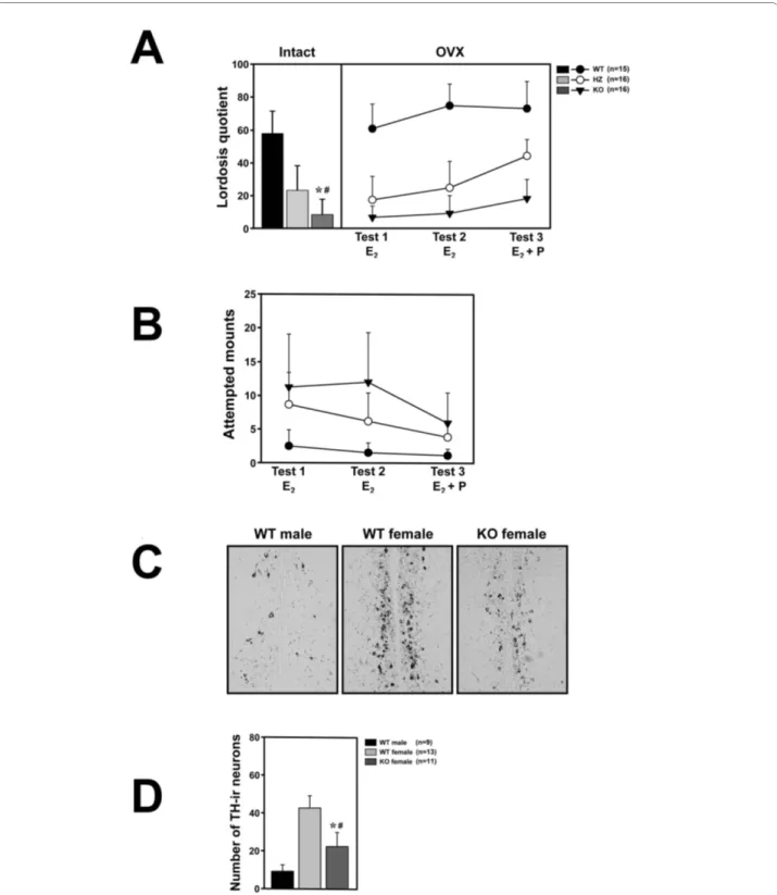Figure 2 Sexual behaviors of wild-type and  FucM knockout females. (A) Lordosis quotients of gonads-intact (left) and ovariectomized females  (right)