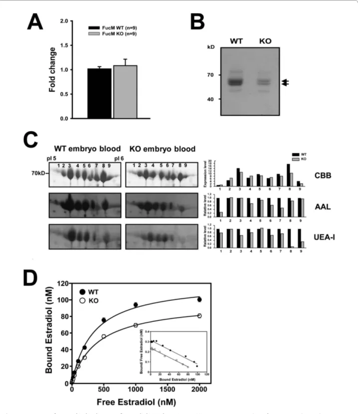 Figure 4 Amounts of AFP and its binding to 17β-estradiol in embryonic sera. (A) Gene expression analysis of AFP in WT and KO embryos at E16.5