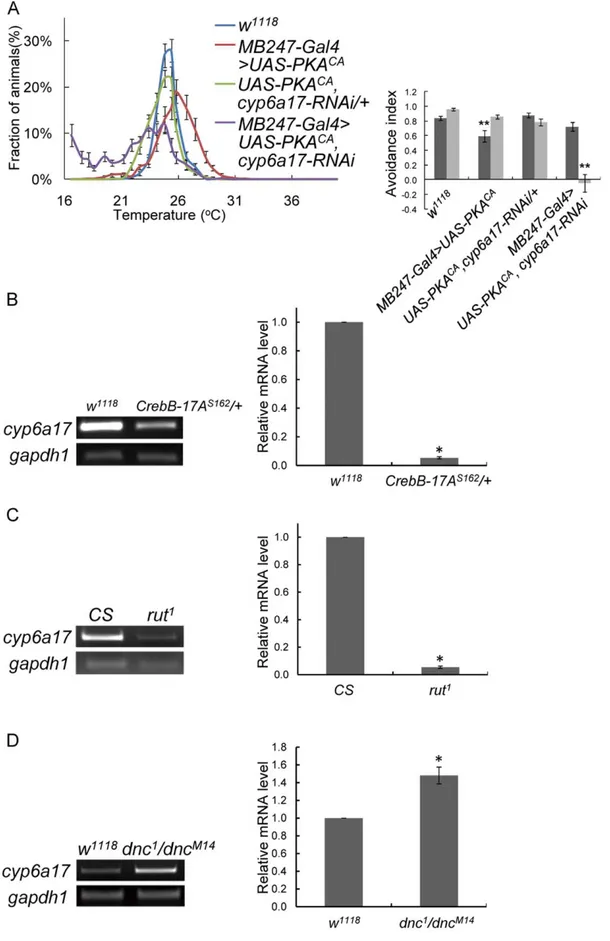 Figure 7. cyp6a17 expression is regulated by PKA signaling pathway. (A) Temperature preference behavior of MB247.UAS-PKA CA