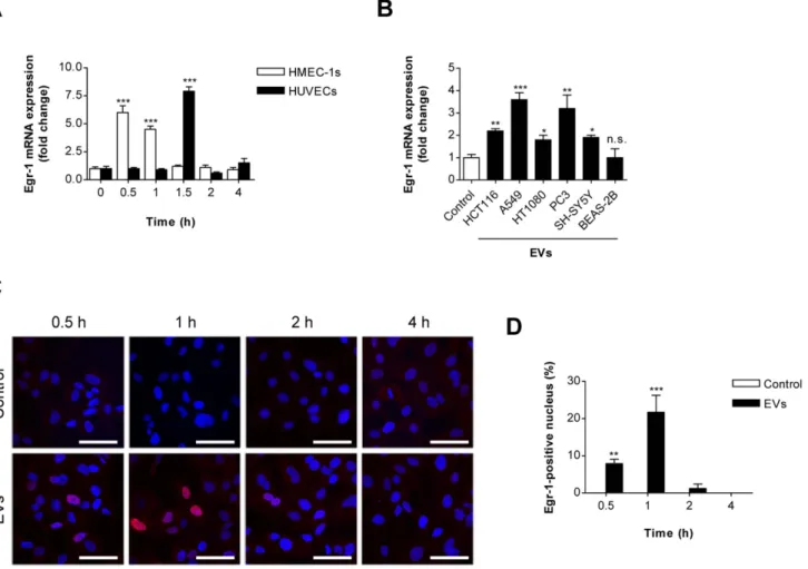 Fig. 2. Egr-1 activation in endothelial cells by SW480-derived EVs. (A) HMEC-1s and HUVECs were incubated with SW480-derived EVs (1 mg/mL) or untreated control