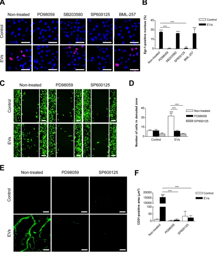 Fig. 4. Role of ERK1/2 and JNK signaling pathways in SW480-derived EV-mediated endothelial cell migration