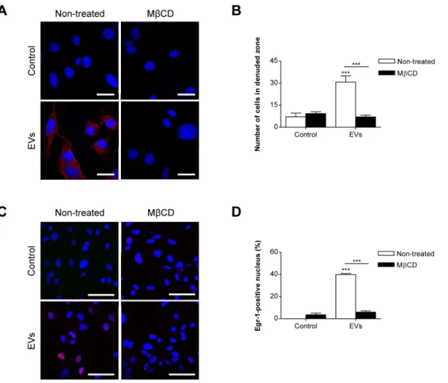 Fig. 5. Inhibition of Egr-1 activation and endothelial cell migration by MbCD. (A) HMEC-1s were treated with DiI-labeled SW480-derived EVs (1 mg/mL) for 1 h in the presence or absence of MbCD (10 mM) (n53)