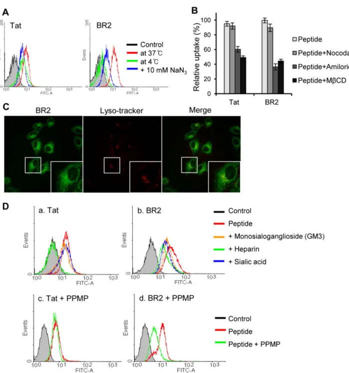Figure 3. Contribution of energy-dependent pathways and negatively charged molecules on cancer cell membranes to peptide internalization