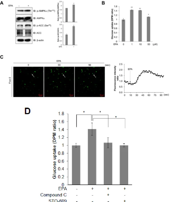 Figure  6.  EPA  activates  AMPK  and  stimulates  glucose  uptake  in  primary  cultured  myoblasts