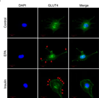 Figure  2.  T EPA  stimulates  glucose  uptake  through  the  AMPK  signaling  pathway  in  C2C12  myoblasts