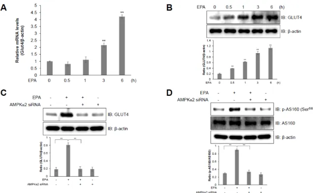 Figure 5. AS160 is involved in EPA-induced GLUT4 expression in C2C12 myoblasts. (A) GLUT4 and 