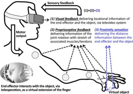Figure 1.  Overall block diagram of sensorimotor loop for the telerobotic pinching operation, with the 