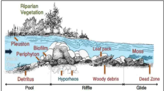 Figure 1. Latitudinal section and hyporheic zone.