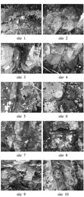 Figure  2.  Photograph  of  Psilotum  nudum  habitat  at  Dosuncheon  river. 자생지는 2007-2008년(최영은 등,  2012)  조사에 서는  7개  지점  27개체가  조사되었으나  2012년  조사에서는  3개  저점이  추가로  조사되어  10개  지점 39개체가 조사되었다