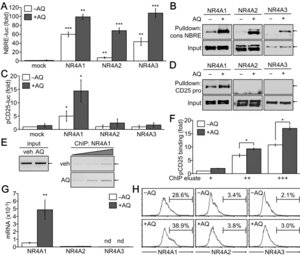 Figure 6.  Increased NR4A1-induced CD25 transcription by AQ. (A) Highly transfectable 293T cells were  transfected with NBRE-luc reporter and NR4As expression vector and subsequently treated with either vehicle  or AQ (50 µM) for 24 h