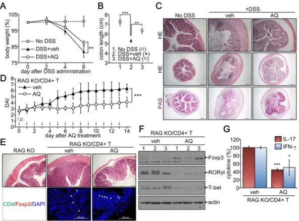 Figure 7.  Attenuation of colitis by AQ in vivo. (A–C) C57BL6 mice were administered with normal water  (no DSS, n = 6) or 3% DSS water (DSS, n = 12) for 6 days
